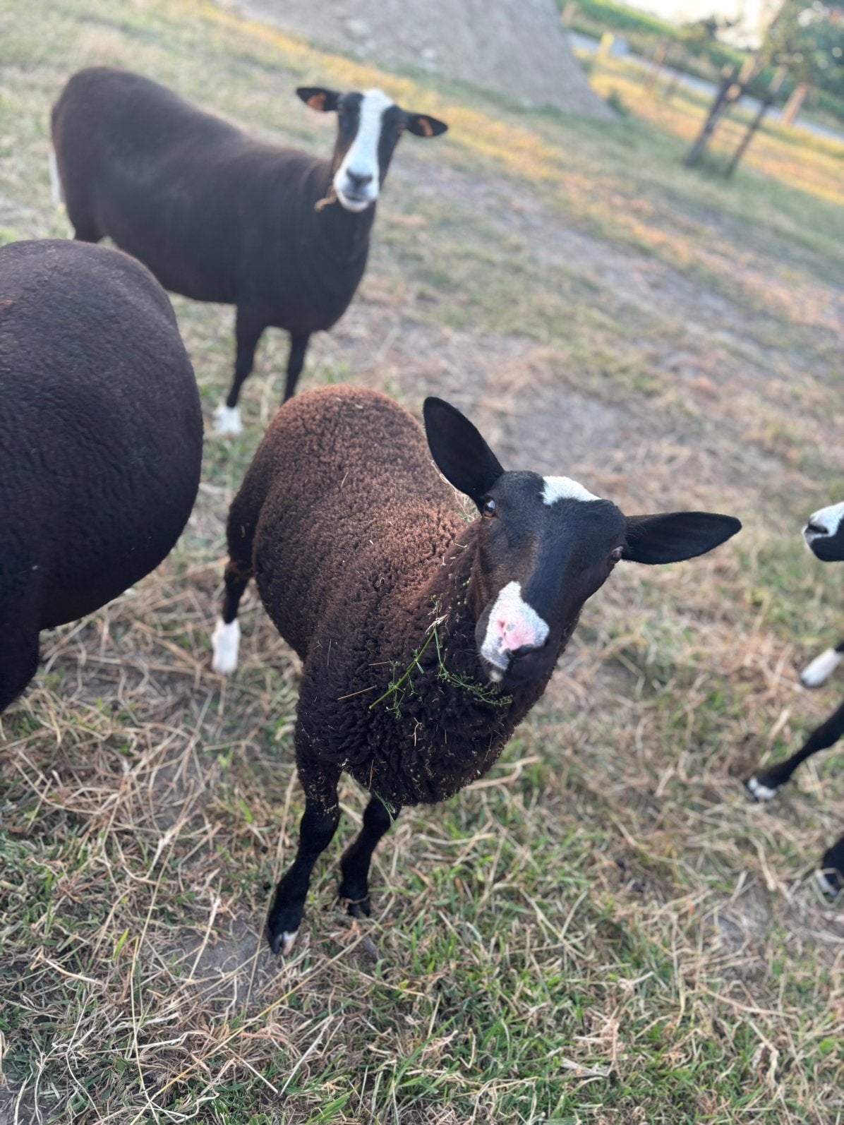 Zwartbles bok, Dieren en Toebehoren, Schapen, Geiten en Varkens