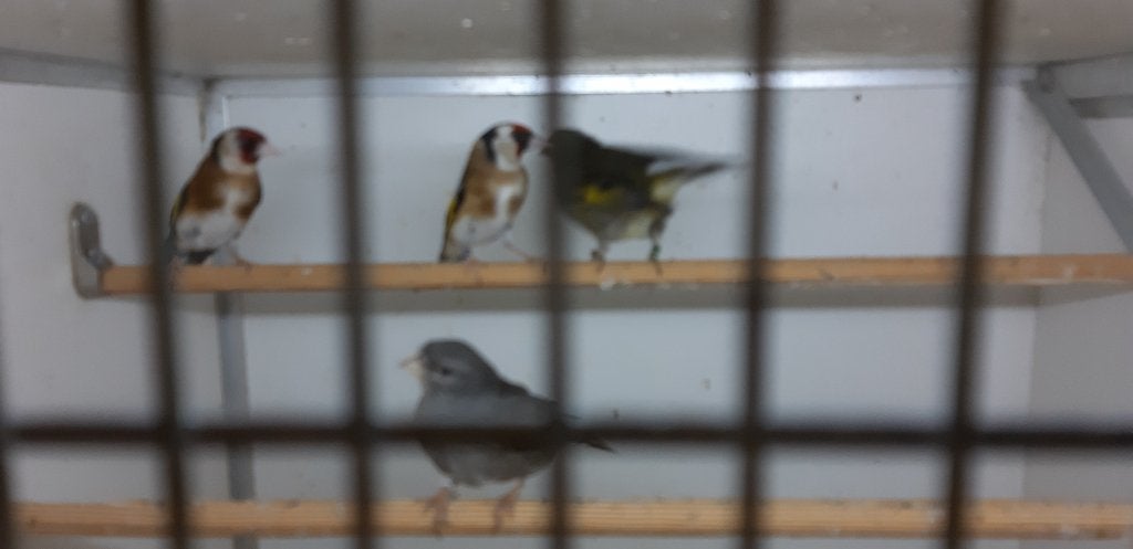 Hybride 2-0, Animaux & Accessoires, Oiseaux | Oiseaux Autre, Mâle, Oiseau chanteur sauvage, Domestique