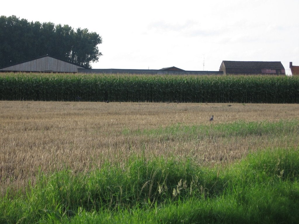 mais op stam, Zakelijke goederen, Landbouw | Veevoer, Ophalen