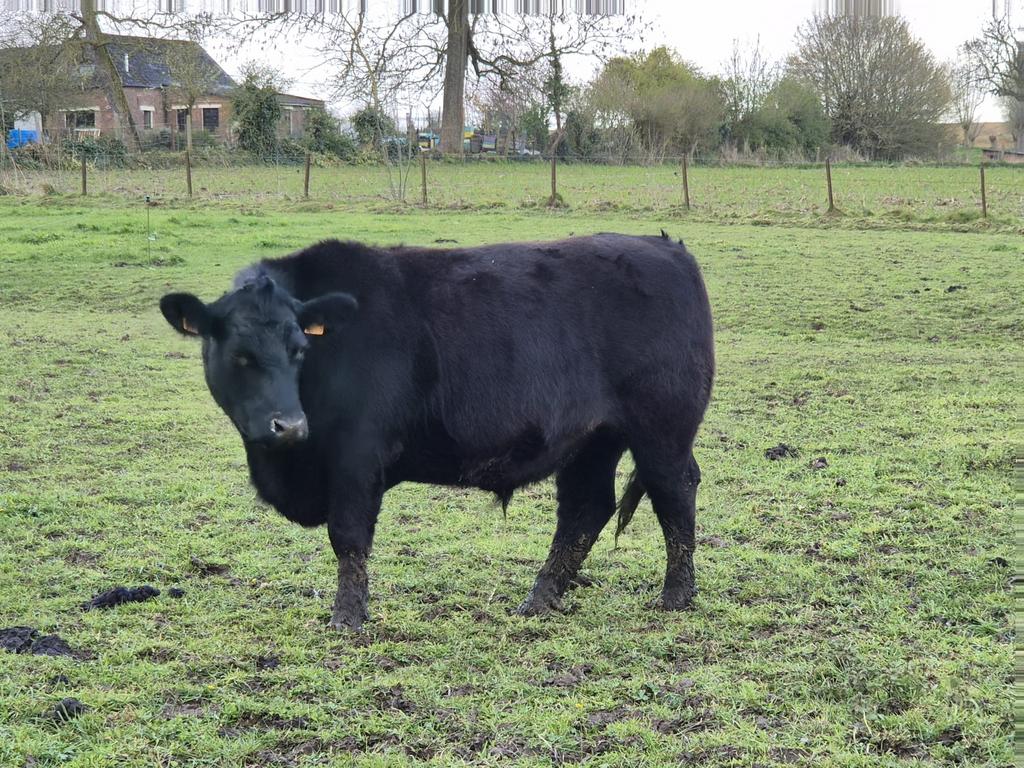 Angus os te koop