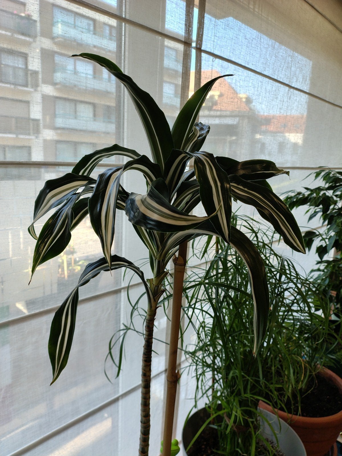 Dracaena fragrans * age 8ans  - Plante d'interieur., En pot, Enlèvement, Palmier, 100 à 150 cm
