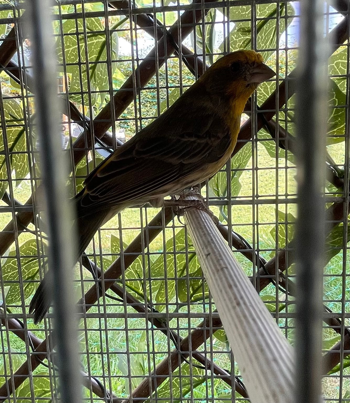 Man mexicaanse roodmus, Dieren en Toebehoren