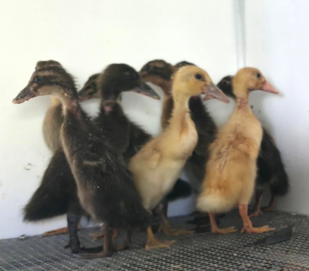 Poussins de canard indiens, Animaux & Accessoires, Volatiles, Sexe inconnu, Canard