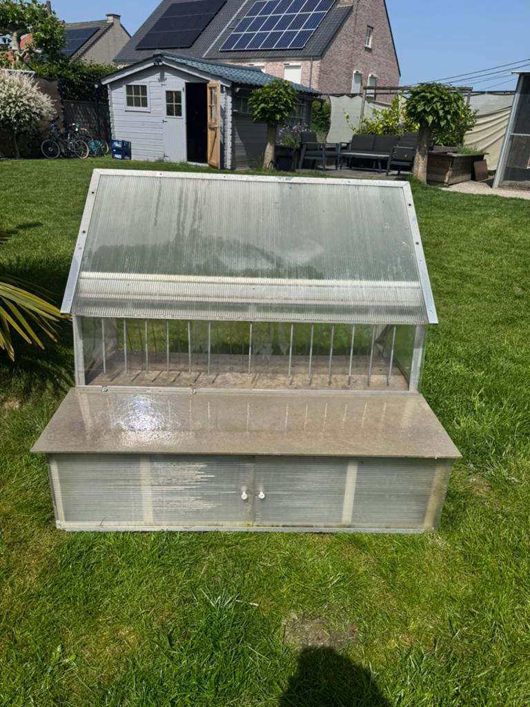 Spoutnik à vendre, Animaux & Accessoires, Oiseaux | Pigeons