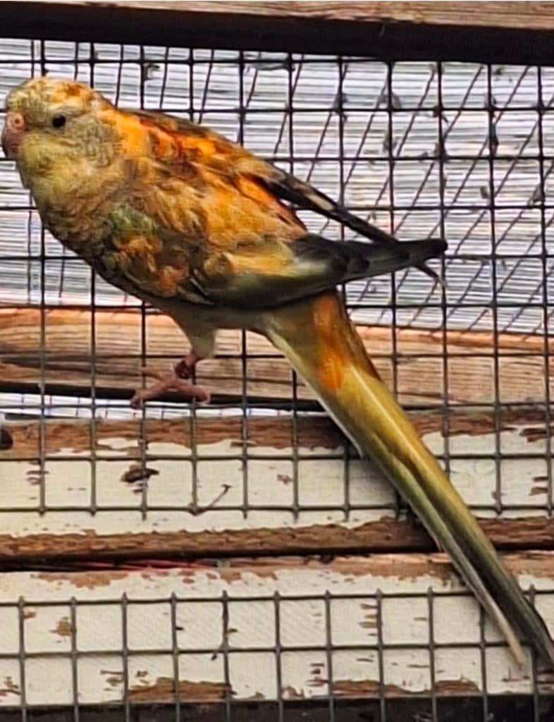 Roodrug parkiet, Dieren en Toebehoren, Vogels | Parkieten en Papegaaien, Parkiet