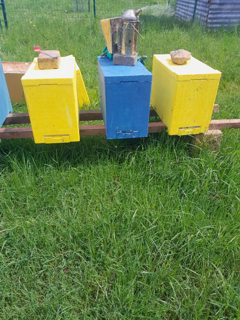 Essaim d'abeilles apiculture, Jardin & Terrasse, Plantes | Jardin, Enlèvement