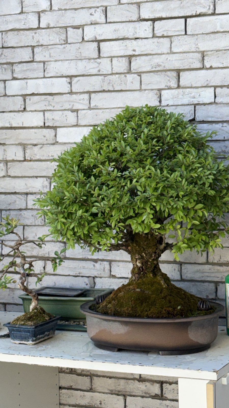 Bonsai Chinese dwergiep Ulmus parvifolia +- 55 jaar, Tuin en Terras, Ophalen of Verzenden, In pot, Halfschaduw, Minder dan 100 cm