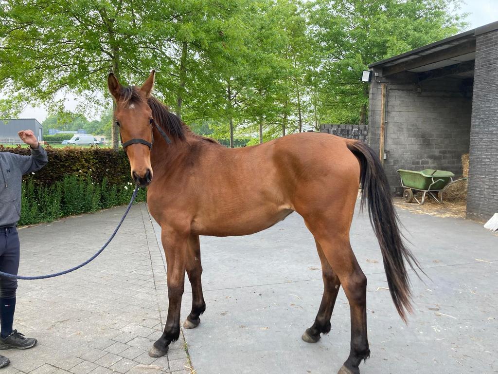 Draagmoeder / recreatie paard, Dieren en Toebehoren, Merrie, Met stamboom, 0 tot 2 jaar, 160 tot 165 cm