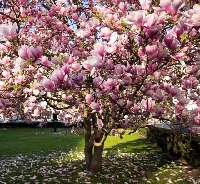 Magnolia, Ophalen