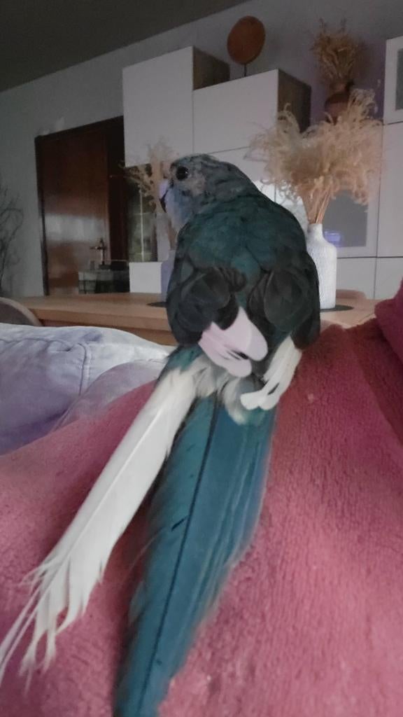 Kakariki  male apprivoisé, Enlèvement