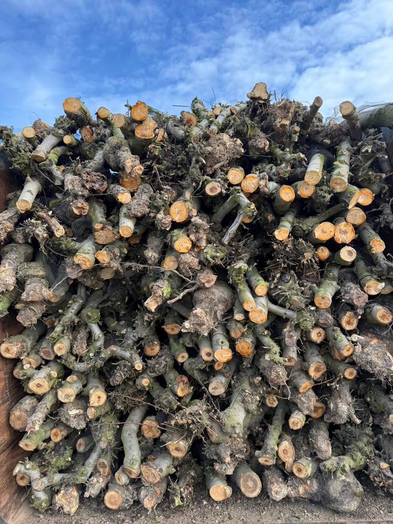 Vers appel brandhout, 6 m³ ou plus, Enlèvement ou Envoi, Autres essences de bois, Troncs d'arbres