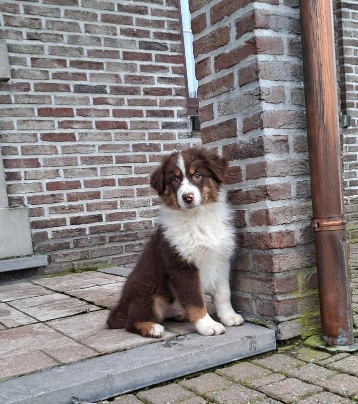 australische herder pups, Dieren en Toebehoren, Parvo, België, 8 tot 15 weken, Meerdere