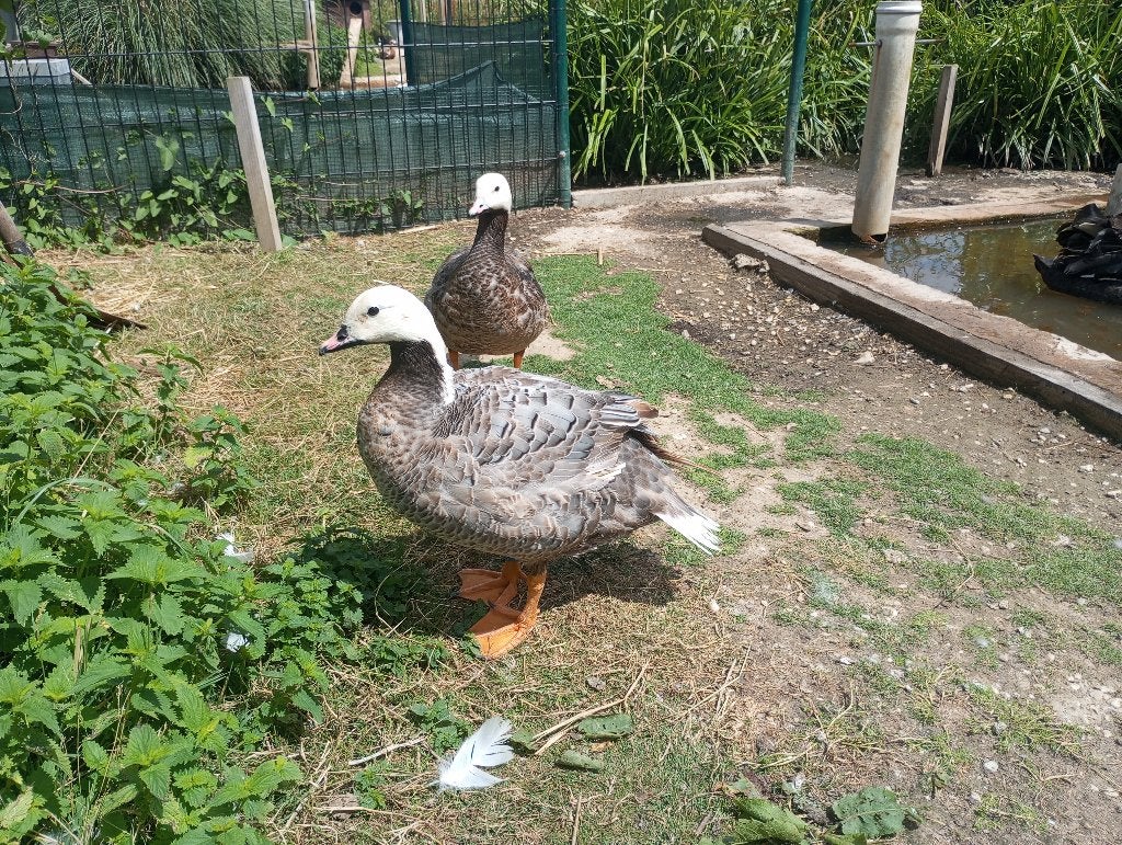 Empereur Goose, Enlèvement