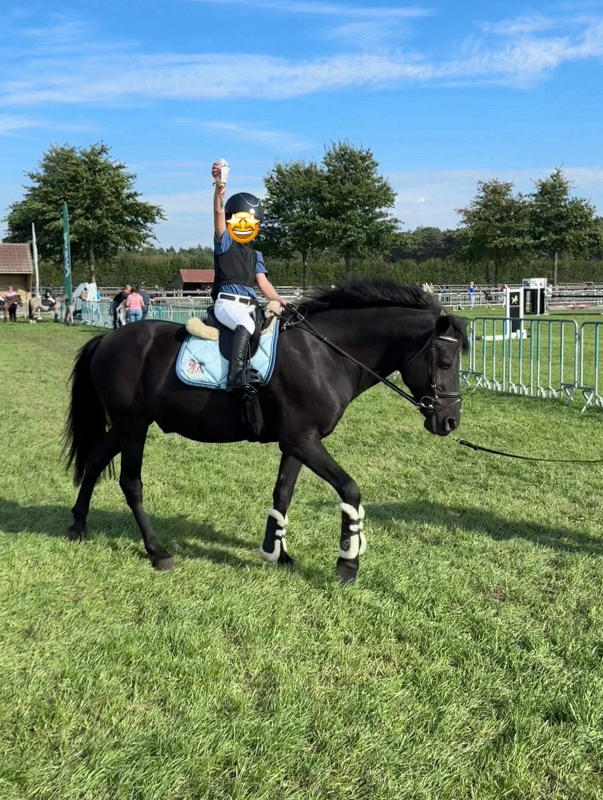 Knappe zwarte D pony ruin, Dieren en Toebehoren, Ruin, D pony (1.37m tot 1.48m), Met stamboom, 11 jaar of ouder