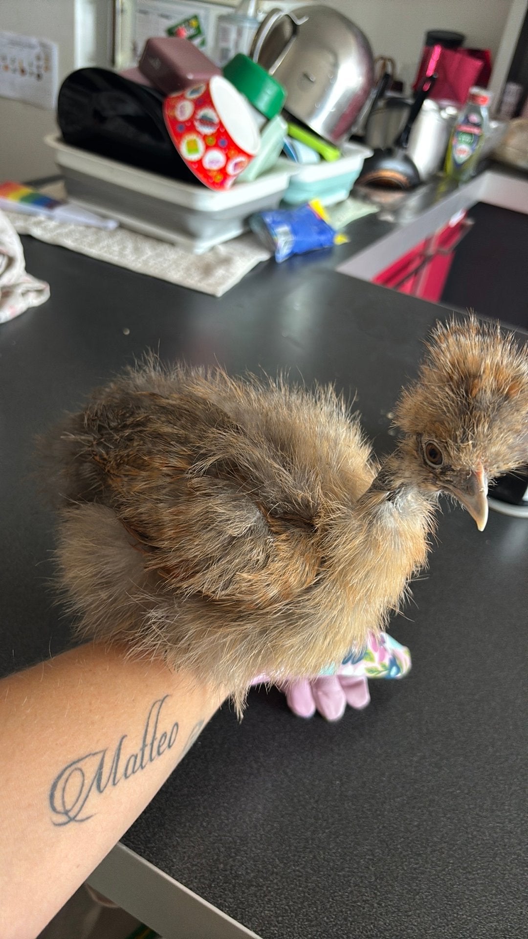 Zijdehoen kuikentjes, Dieren en Toebehoren, Pluimvee