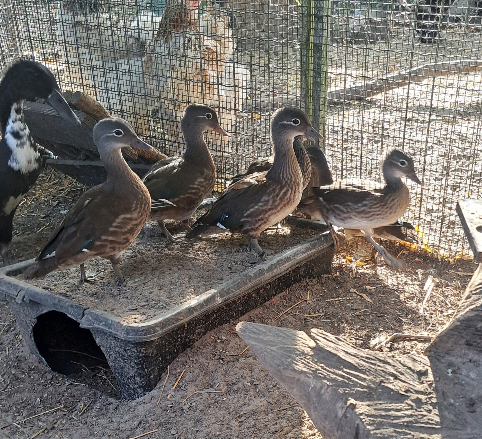 mandarijneend, Plusieurs animaux, Canard