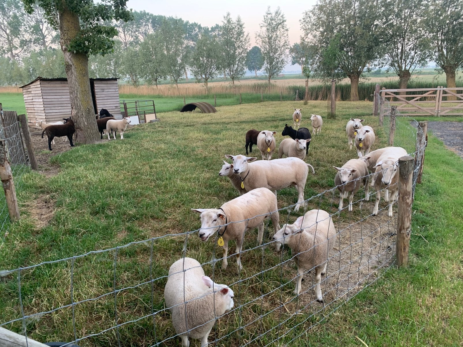 Bokken en ooien lammers, Dieren en Toebehoren, Meerdere dieren, Schaap, 0 tot 2 jaar