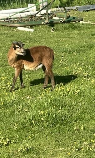 Kameroen schapen lammetjes rammen/ooien + 2 jonge ooien, Dieren en Toebehoren, Meerdere dieren, Schaap, 0 tot 2 jaar