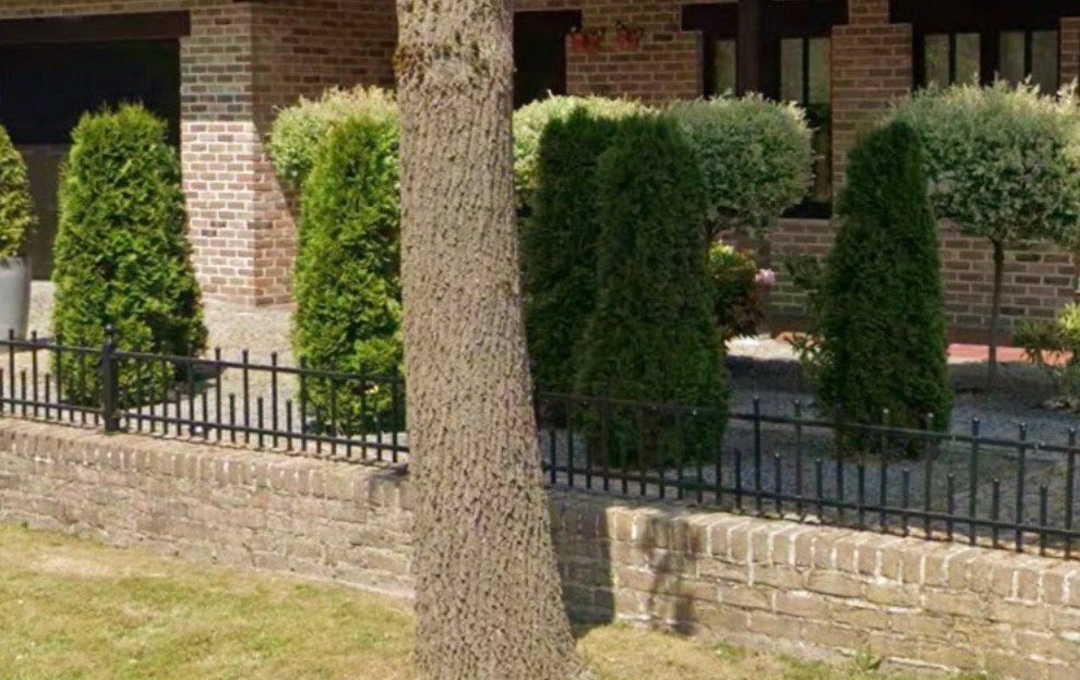 6 coniferen Thuja