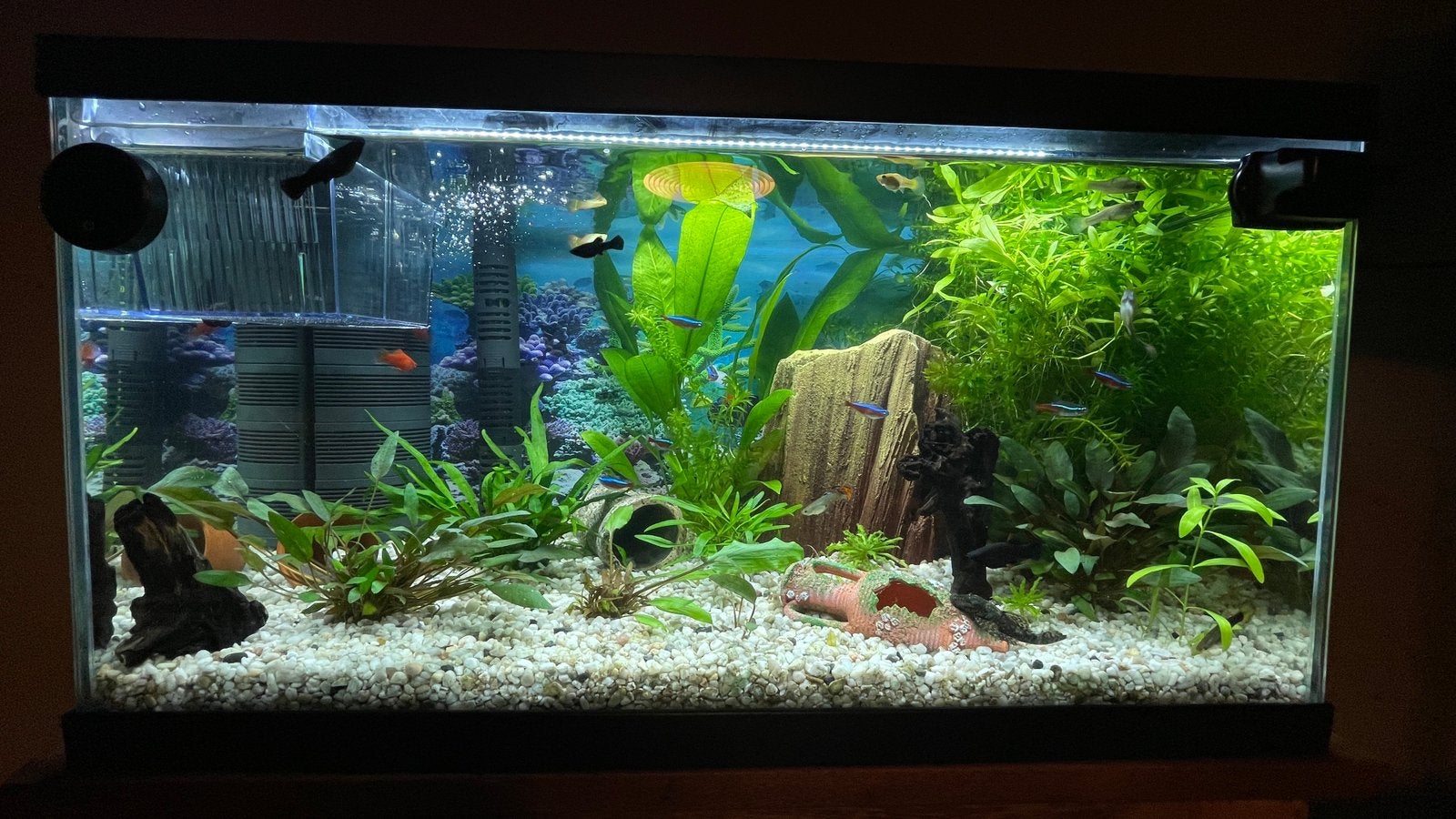 Complete aquarium hobby (60L & Superfish 30L) , Eheim pomp!, Autres types, Poisson d'eau douce