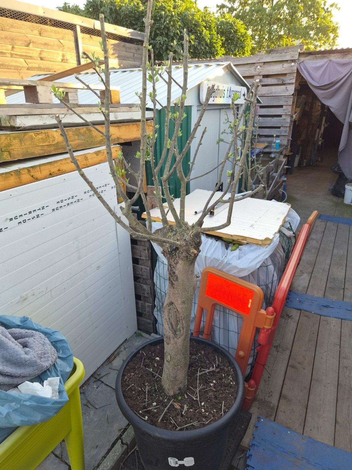 olijfboom, Tuin en Terras, Ophalen, In pot, Olijfboom, 100 tot 250 cm