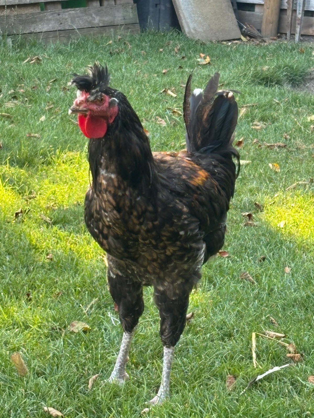 Sanjak long crower, Animaux & Accessoires, Volatiles