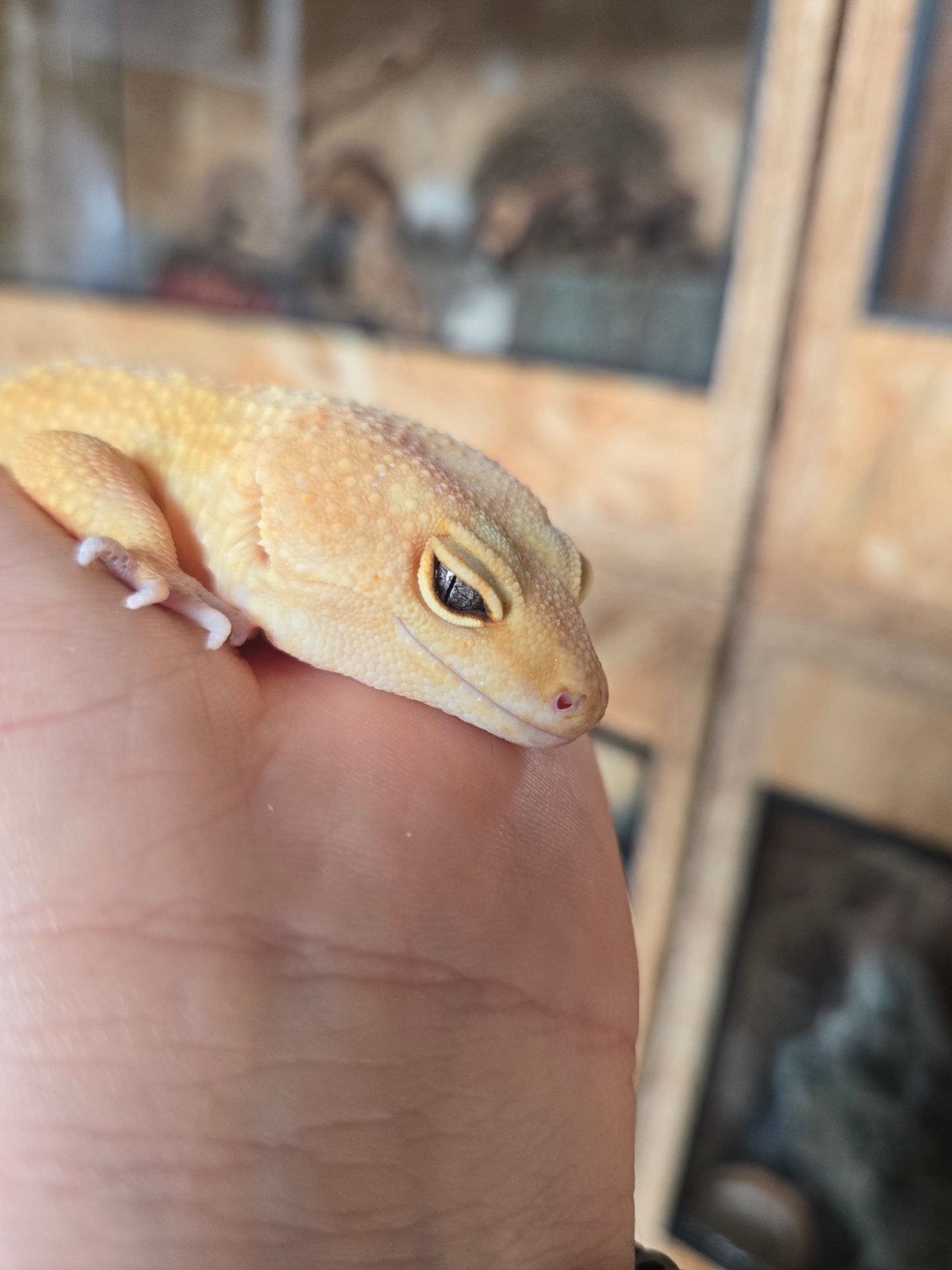 Tangerine elektrische luipaardgekko vrouwelijk, Dieren en Toebehoren