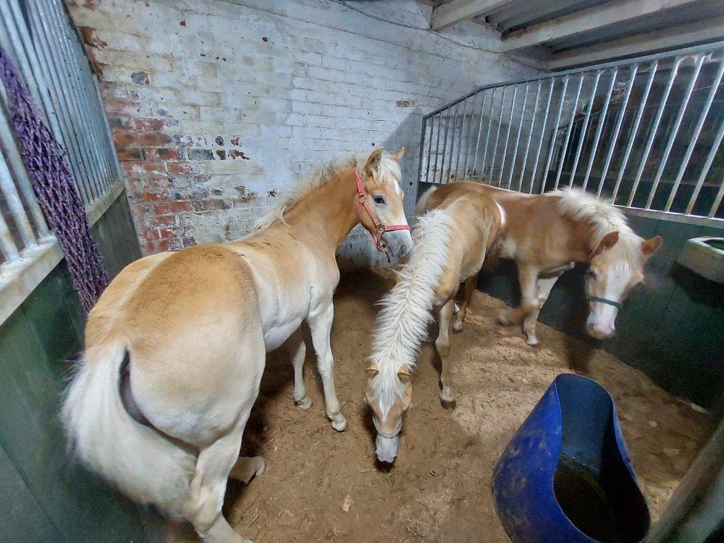 Haflinger hengstjes, Avec pedigree, Moins de 160 cm, Étalon, 0 à 2 ans