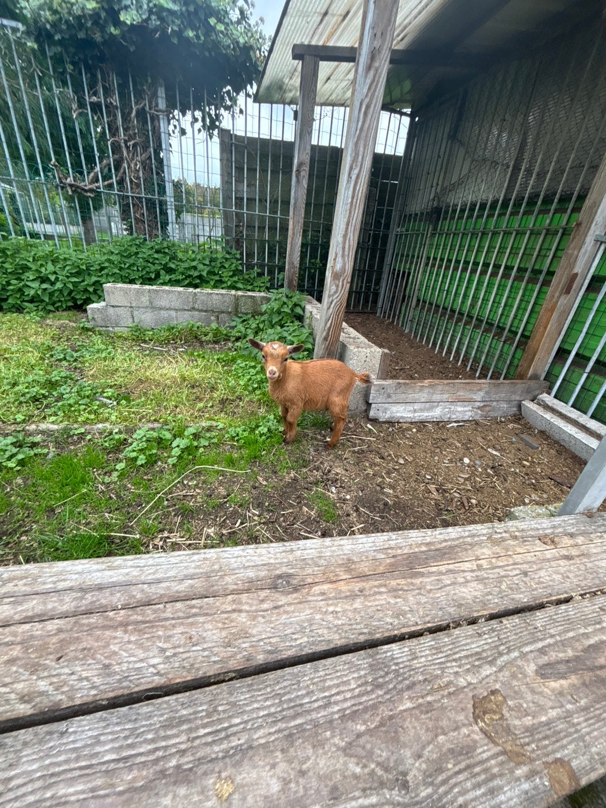 Mieke te koop geit, Animaux & Accessoires