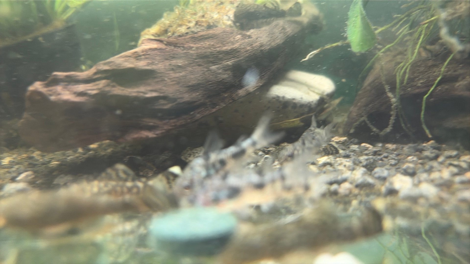 9 baby corydora paleatus, Vis, Zoetwatervis, Schoolvis