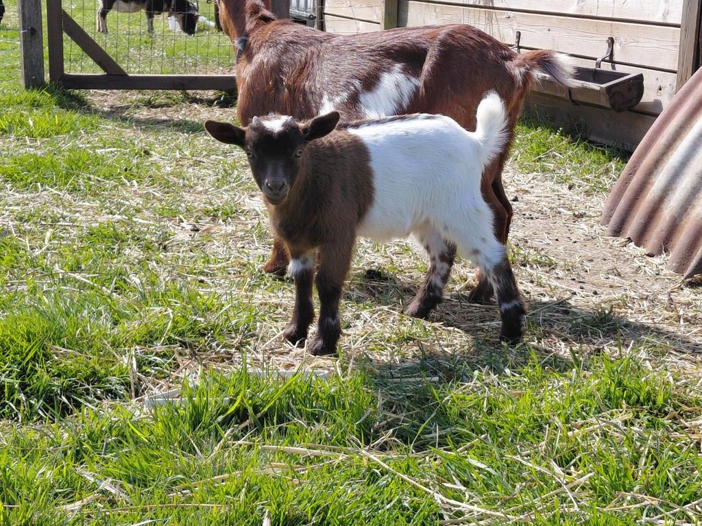 Mooie geitjes, Dieren en Toebehoren, Geit