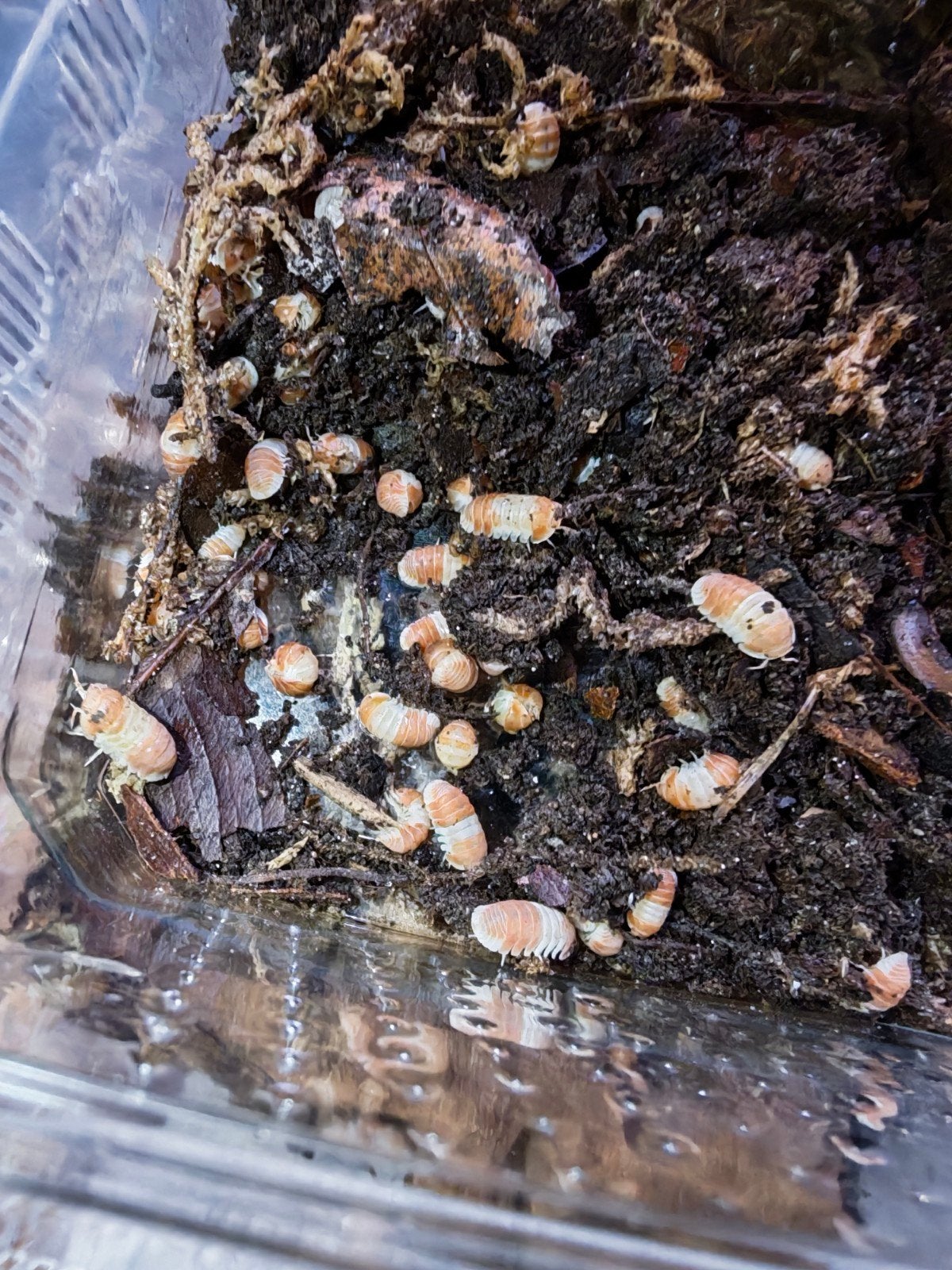 50 x Cubaris orange panda, Dieren en Toebehoren
