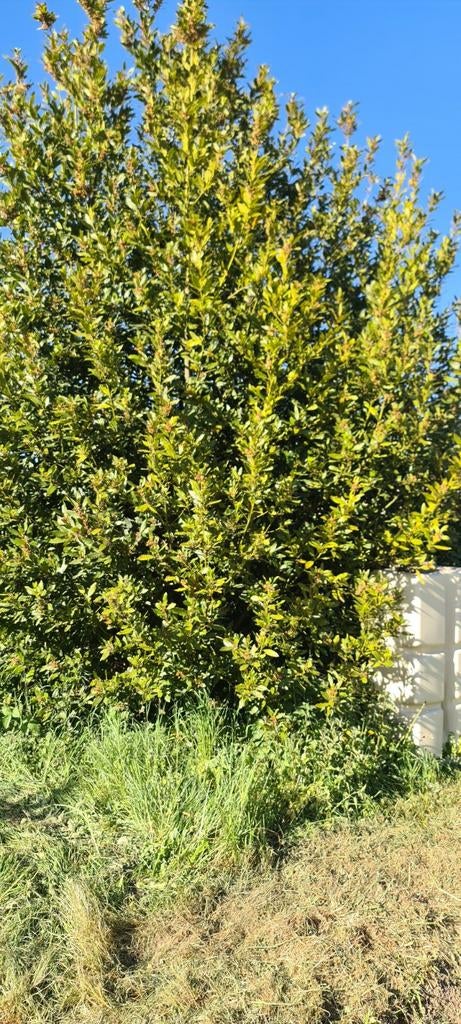 Feuilles de laurier, Enlèvement, Laurier
