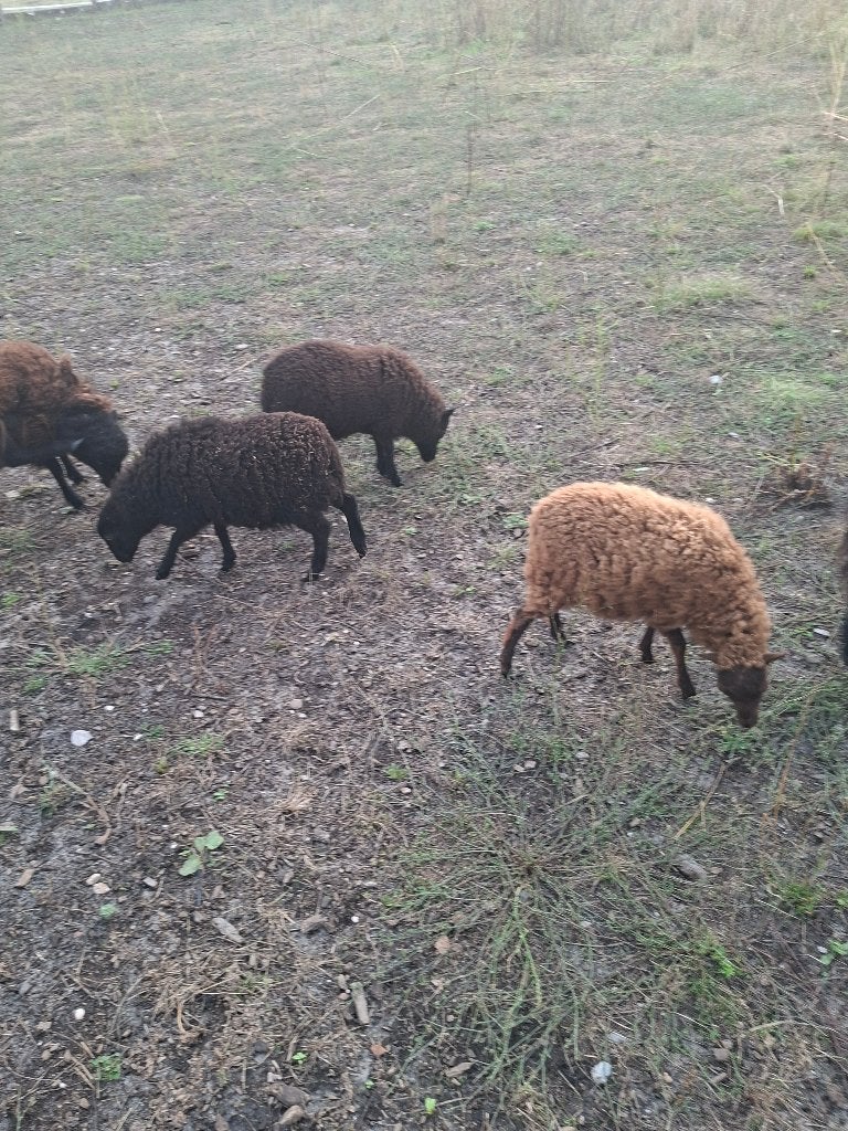 Koppel ouessant schaapjes, Meerdere dieren, Schaap, 0 tot 2 jaar