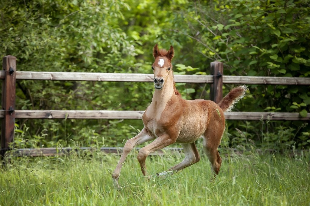 Haras de pur-sang arabe, Animaux & Accessoires, Étalon, Ne s'applique pas, Avec pedigree, 0 à 2 ans