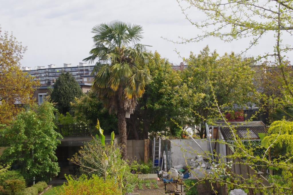 Trachy Carpus Fortunei, En pot, Moins de 100 cm, Plein soleil, Enlèvement