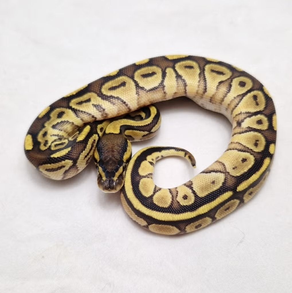 Enchi Bongo het Clown koningspython vrouw, Serpent, Domestique, 0 à 2 ans