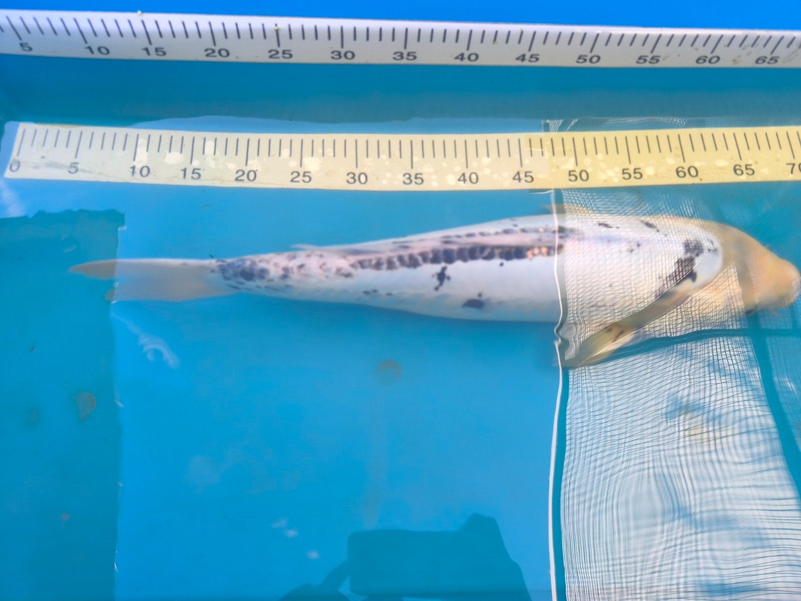 koi bekko 55 cm, Dieren en Toebehoren