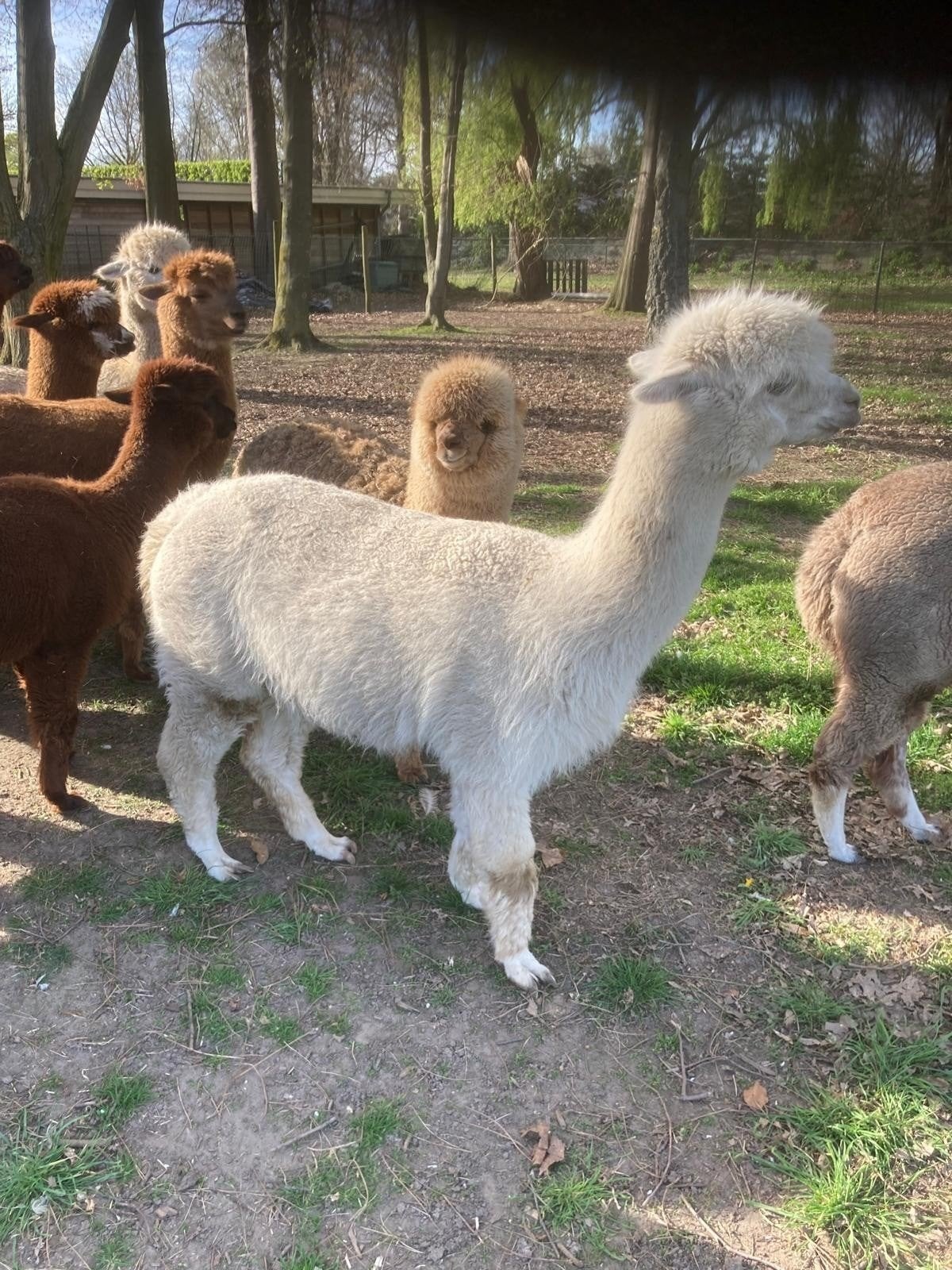 Alpaca hengst  5 jaar, Dieren en Toebehoren, Overige Dieren, Augustus, Mannelijk