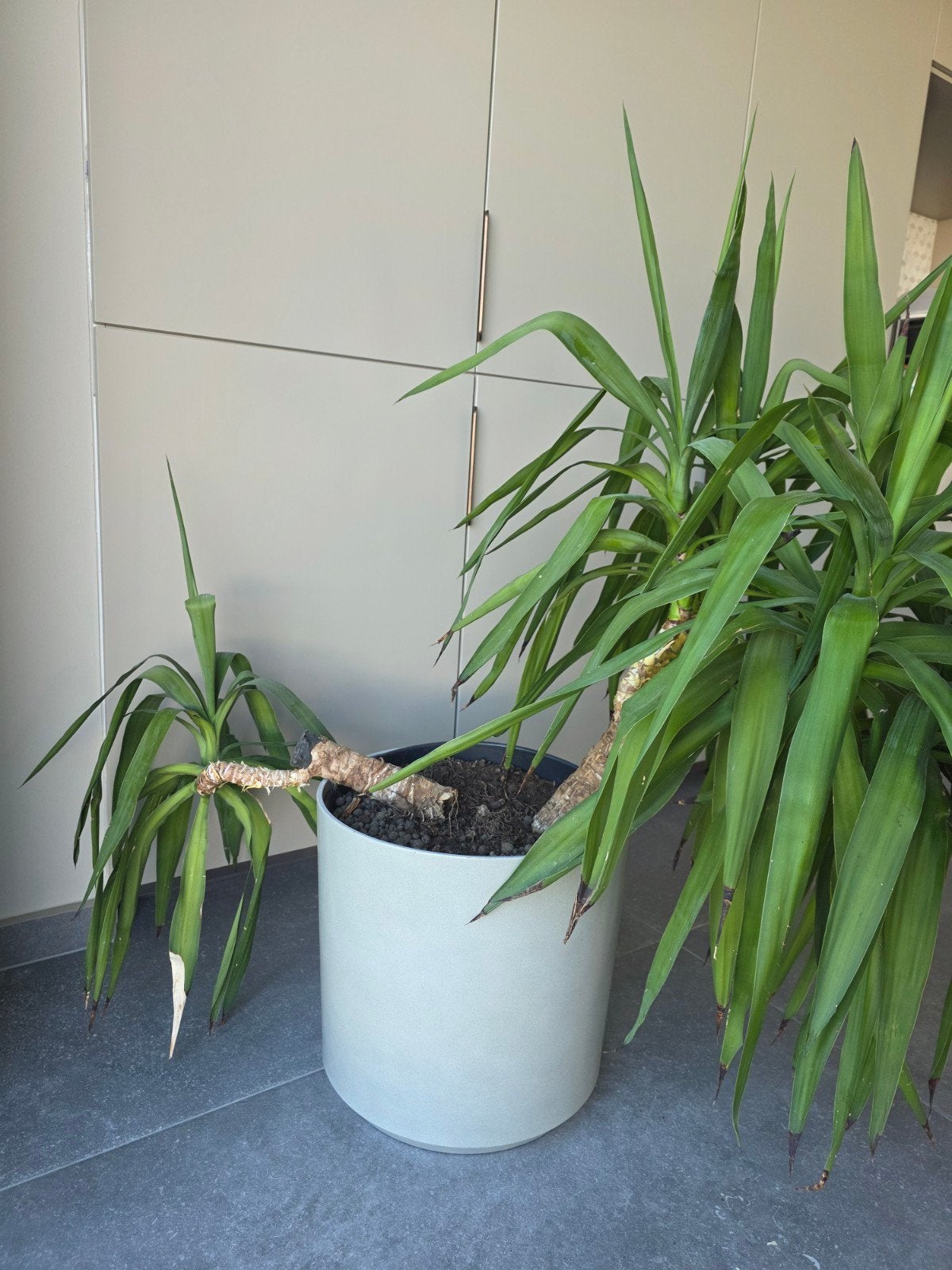 Yucca, Enlèvement