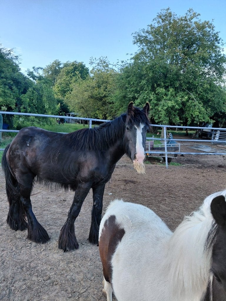 Tinker, Dieren en Toebehoren, Paarden, Merrie, Minder dan 160 cm, Gechipt, 3 tot 6 jaar