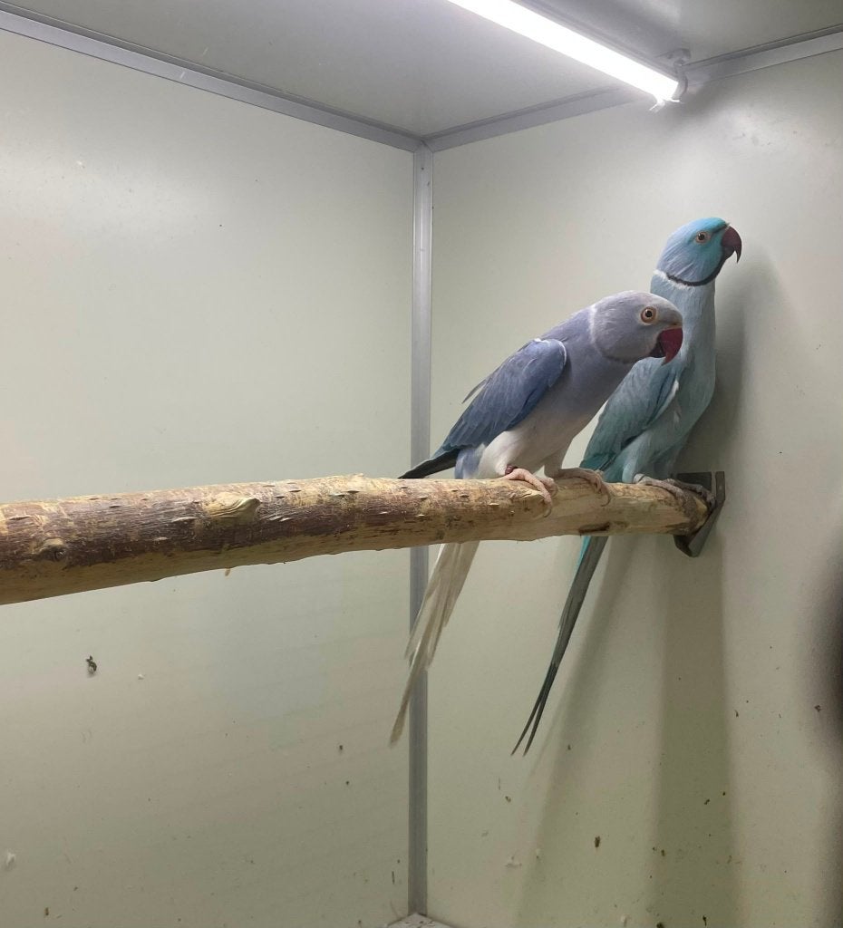 kweekkoppel halsbandparkieten opaline wkws, Dieren en Toebehoren, Papegaai