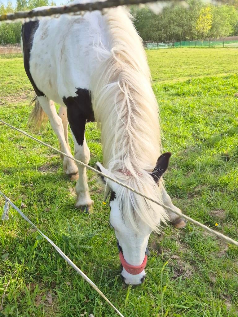 Tinker hengst met mooie blauwe ogen en top karakter, Dieren en Toebehoren, Paarden, Hengst, Onbeleerd, 160 tot 165 cm, 0 tot 2 jaar