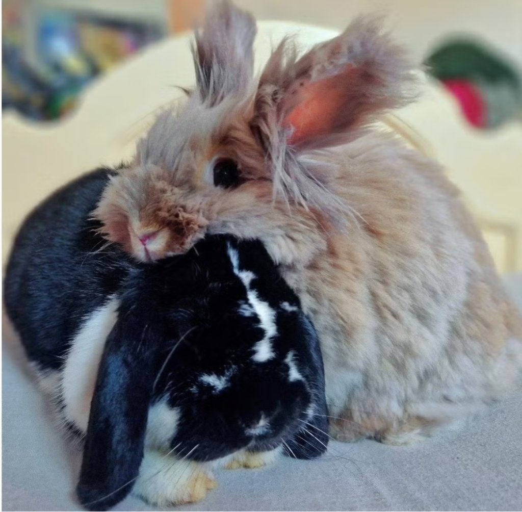 Lief konijnenkoppel zoekt een nieuw thuis, Plusieurs animaux, Taille moyenne, 3 à 5 ans
