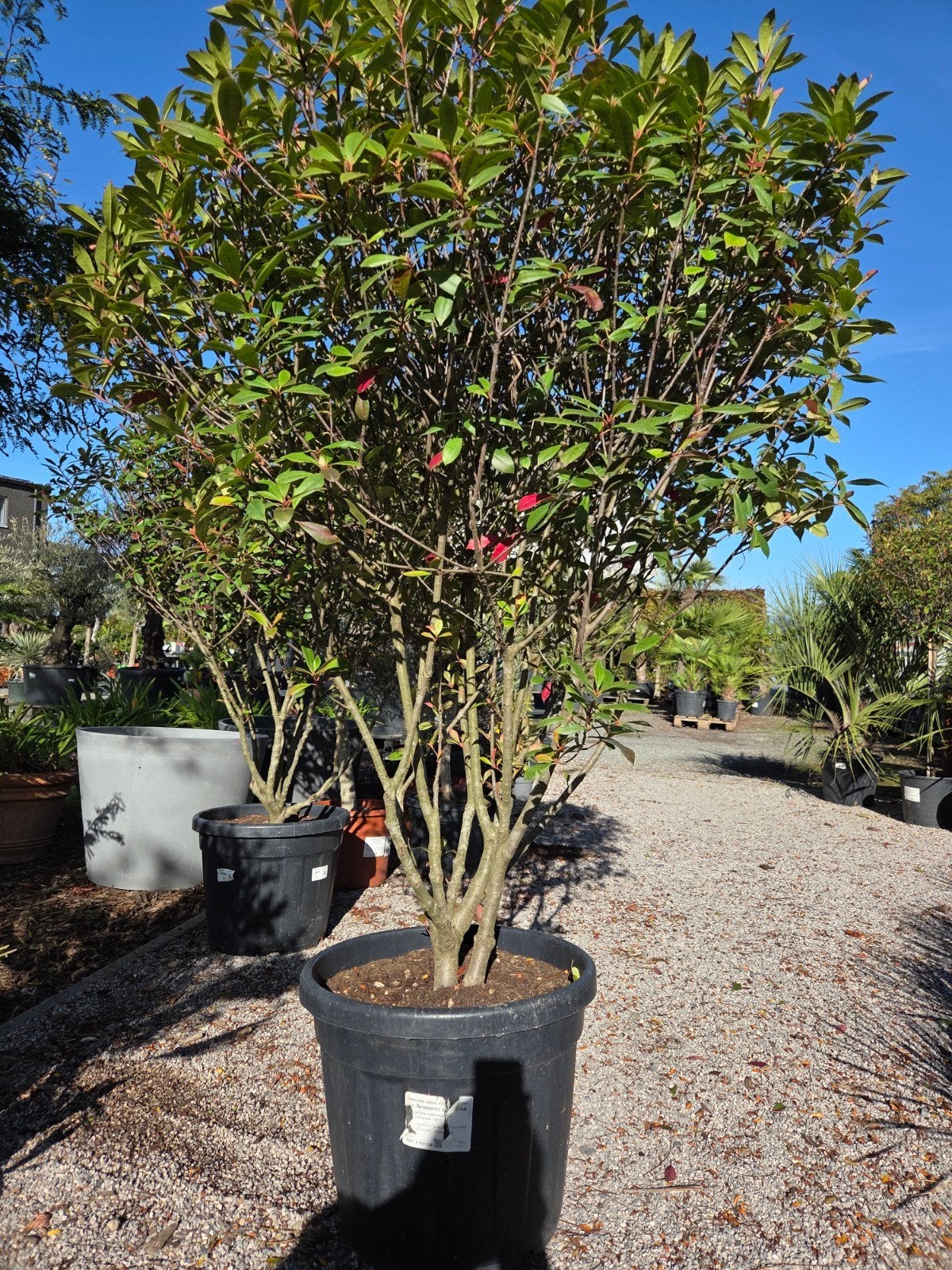 Photinia Carre Rouge meerstam, Ophalen
