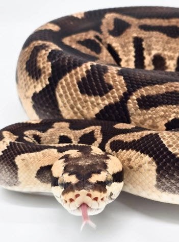 Pastel Enchi Leopard Yellow Belly Het Clown, Dieren en Toebehoren, Slang, Tam, 0 tot 2 jaar
