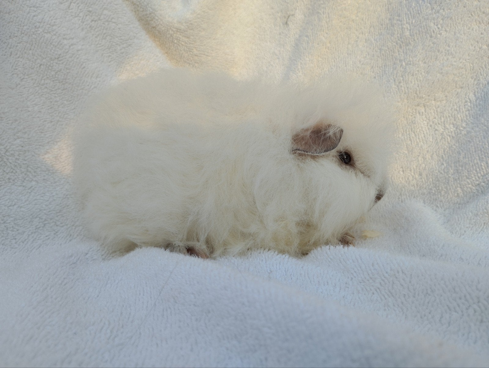 Ch Teddy cavia beertjes te koop, Animaux & Accessoires, Rongeurs, Juin, Mâle, Cobaye