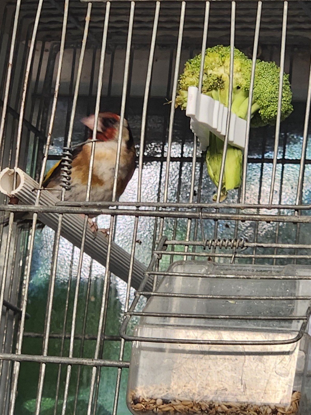 chardonneret 2.5, Animaux & Accessoires