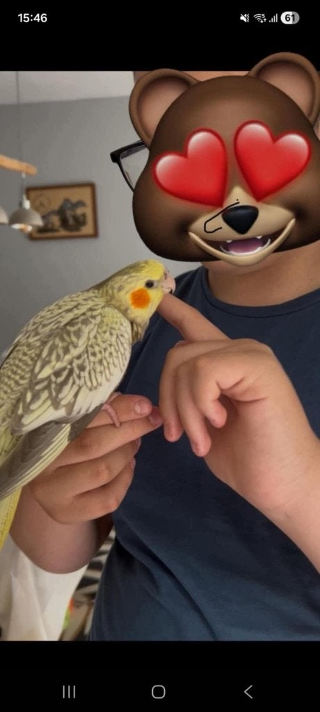 Recherche calopsitte, Animaux & Accessoires, Oiseaux | Perruches & Perroquets, Perruche, Domestique