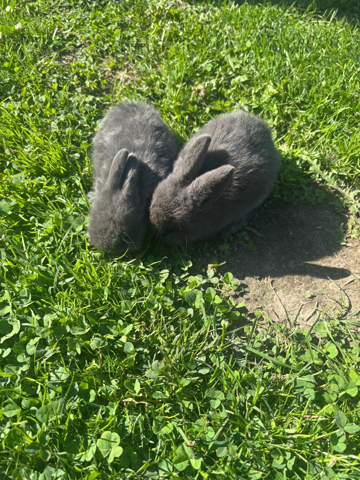 Baby dwergkonijntjes, Dieren en Toebehoren, Konijnen, Dwerg